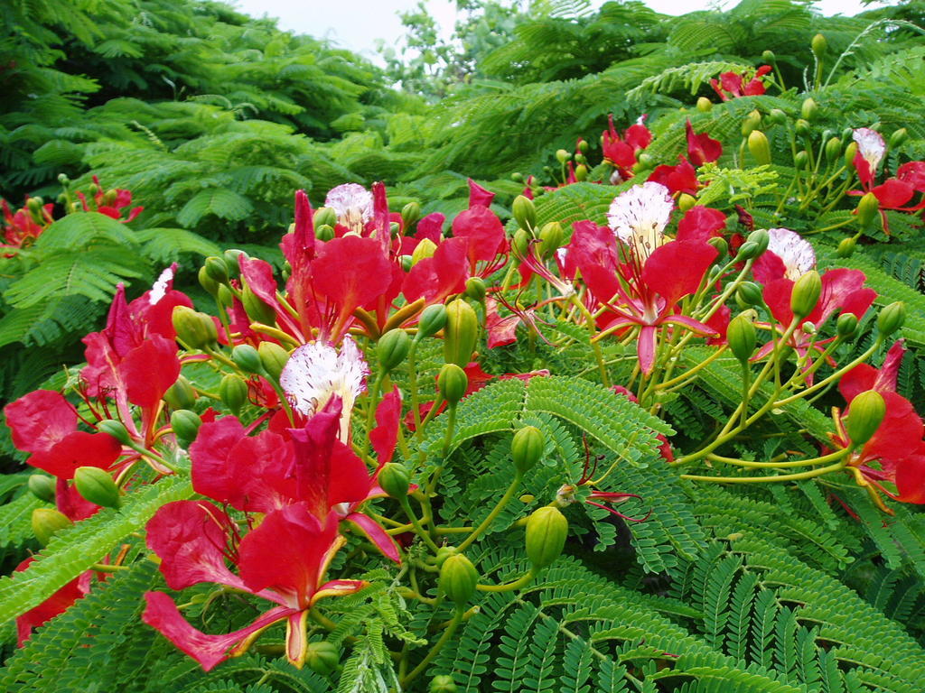 Poinciana Cottages Burnt Pine Kültér fotó
